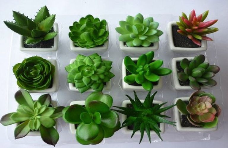 Kinh doanh cây cảnh mini