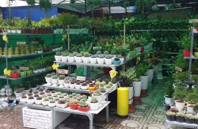 Kinh doanh cây cảnh mini