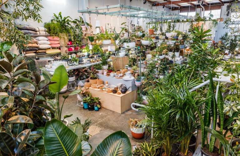 Kinh doanh cây cảnh mini